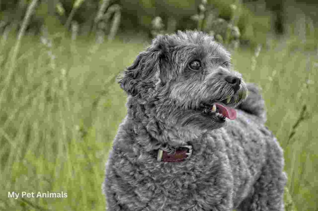 cuteUTE Spanish Names for Dogs