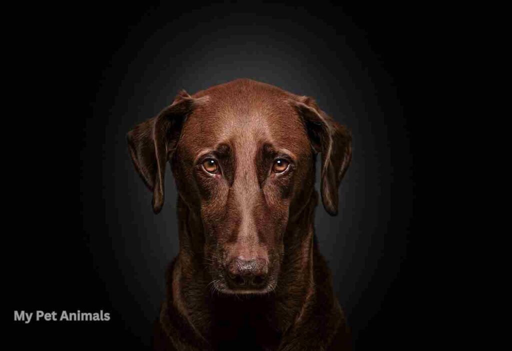 funny Spanish Names for Dogs