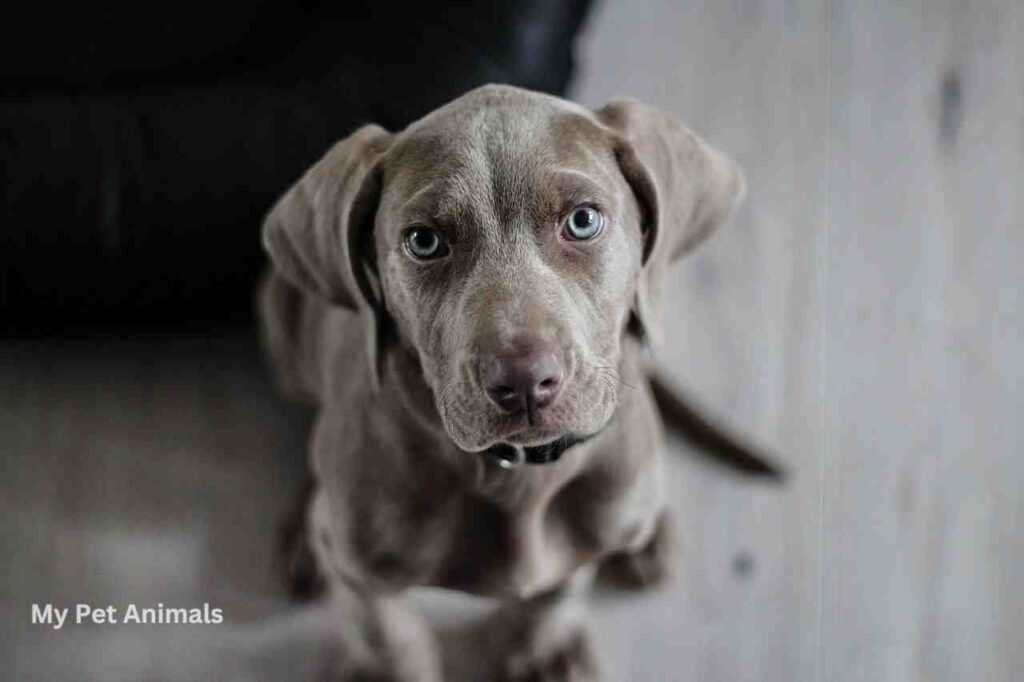 Spanish Names for Dogs
