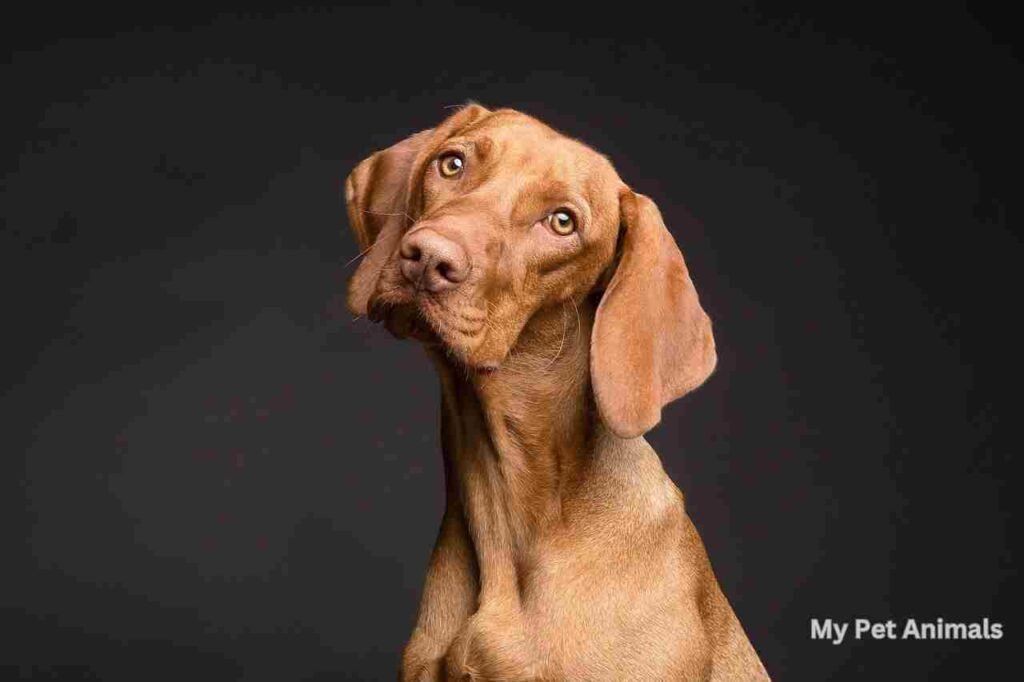 Male Spanish Names for Dogs