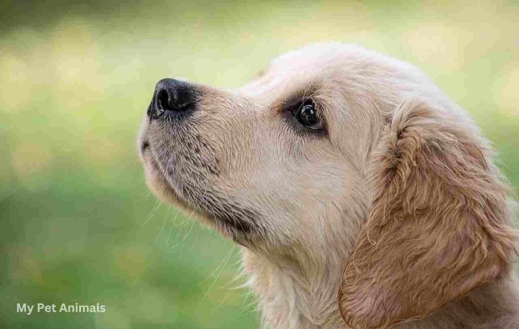 good Spanish Names for Dogs