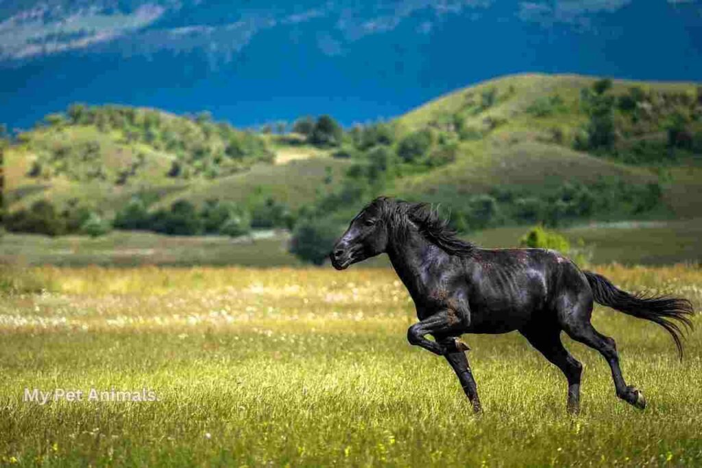 German horse names
