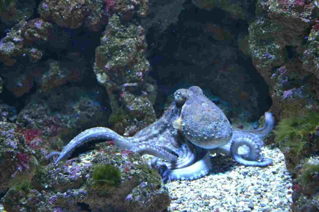 the Vampire Squid