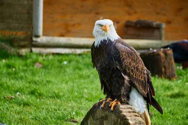 names of eagles