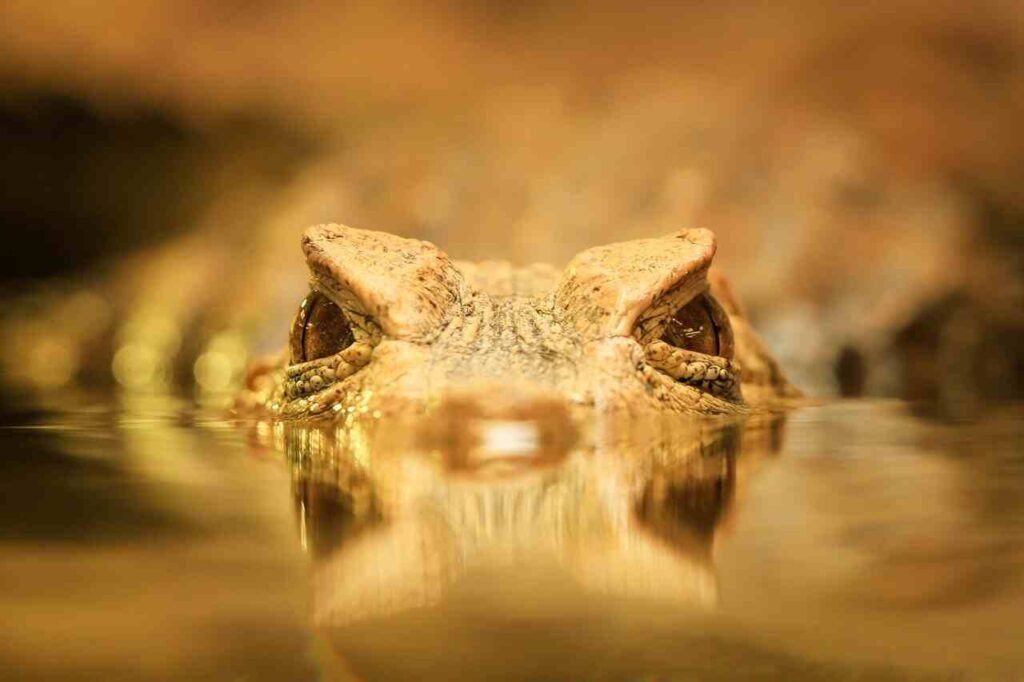 cute crocodile names