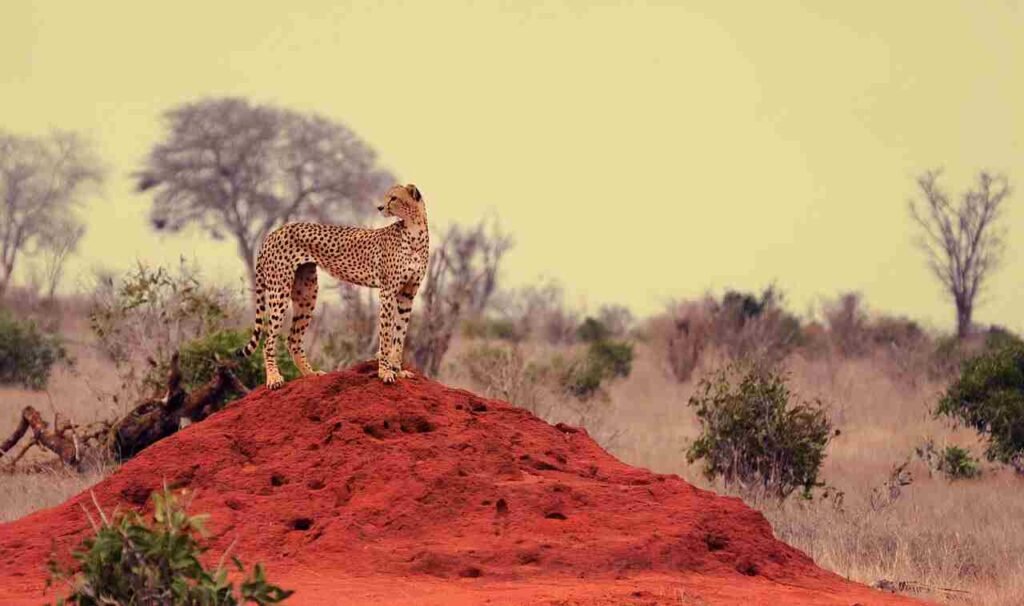 Male Cheetah Names