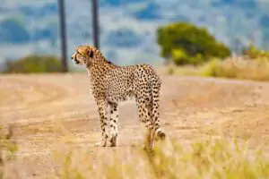 female cheetah names