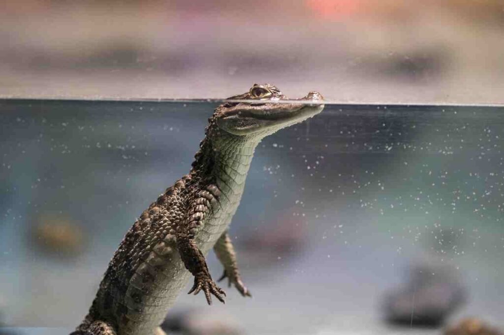 Best Crocodile Names
