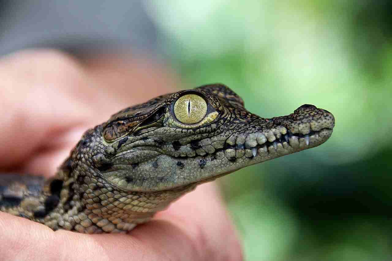 Best Crocodile Names
