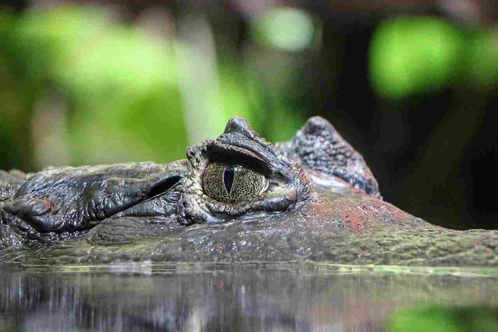famous crocodile names