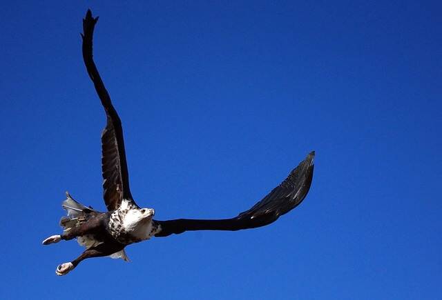 gaint eagle names