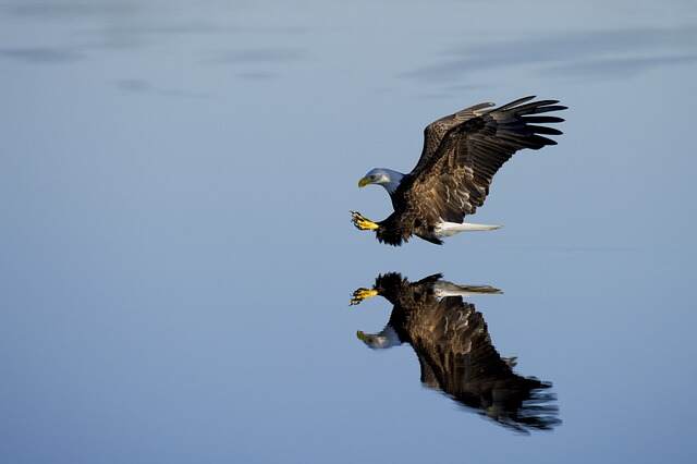 top female eagle name