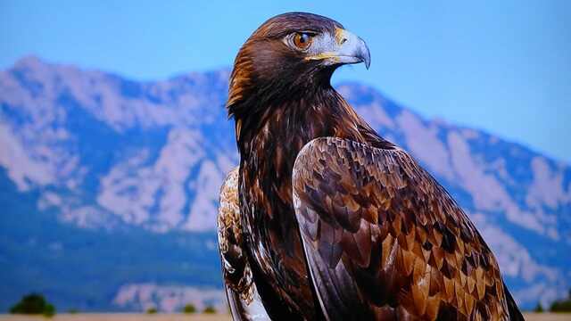 best female eagle name