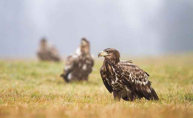 Female eagle names