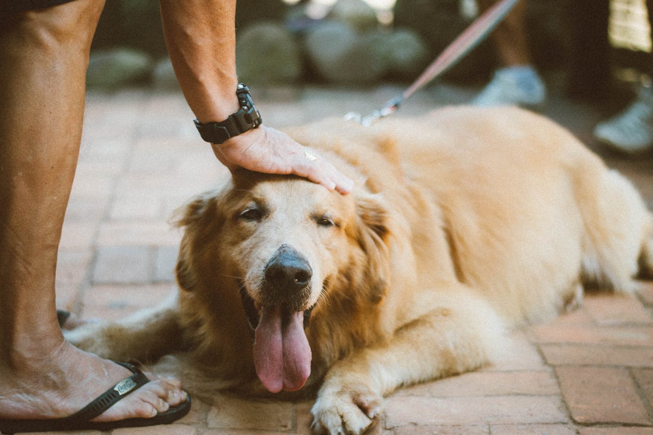 a sitting dog