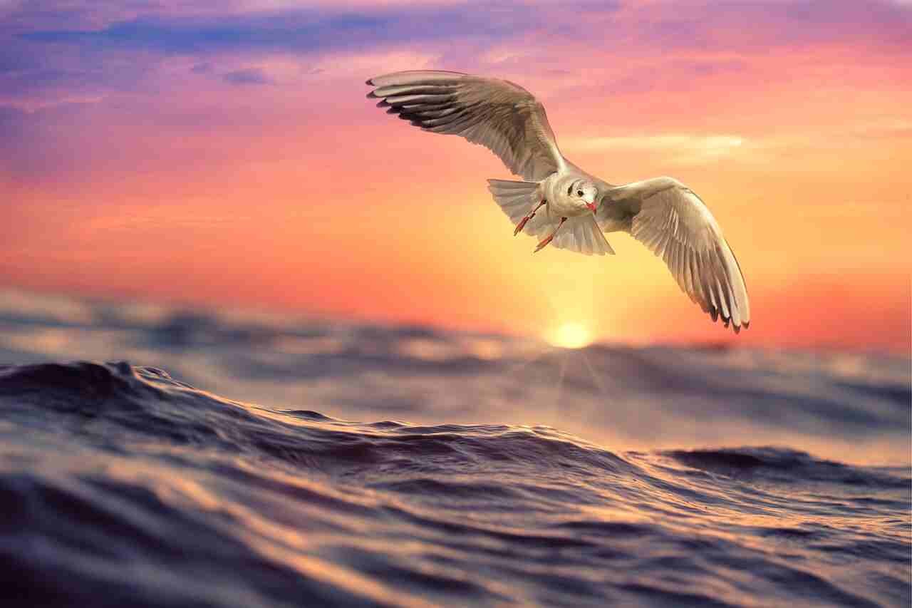 seagull names