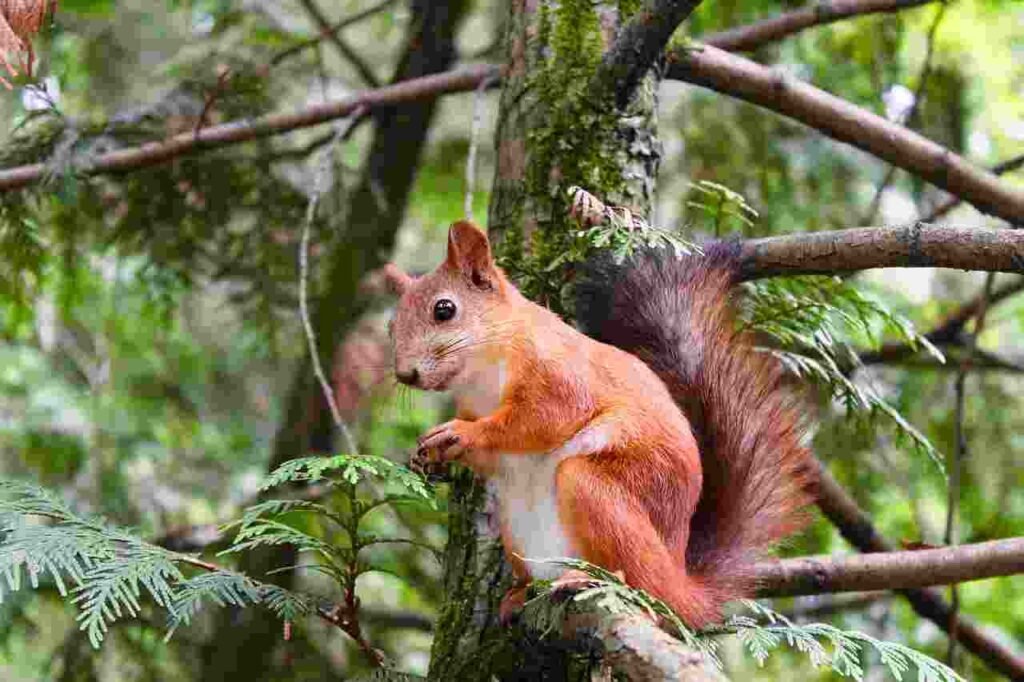 unique Squirrel Names