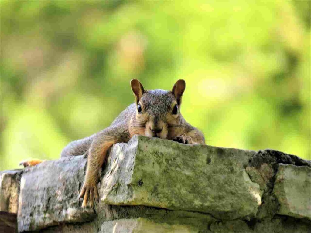 baby Squirrel Names