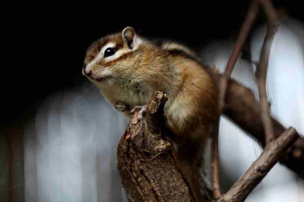 famous Squirrel Names