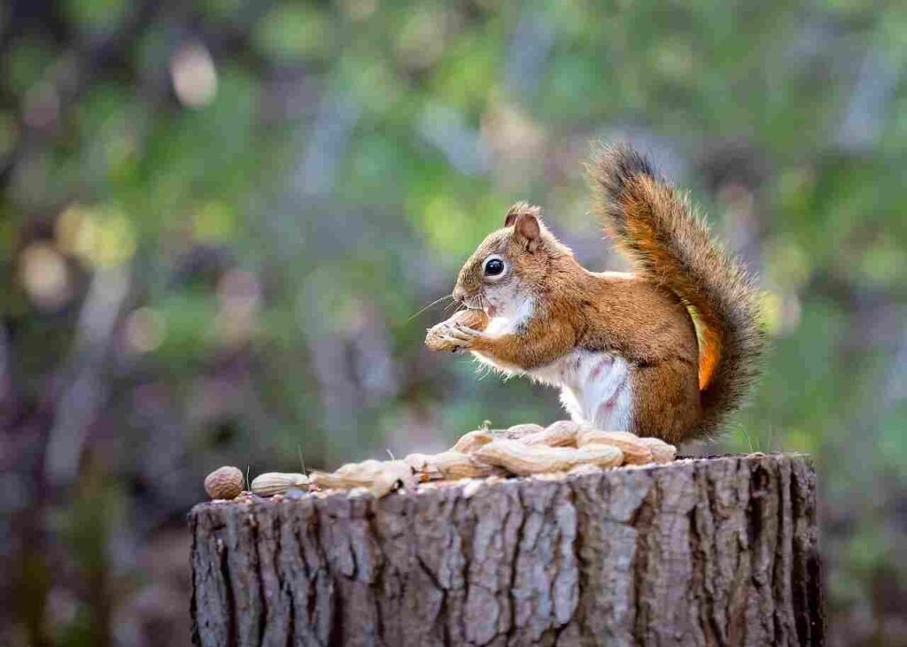 cute Squirrel Names