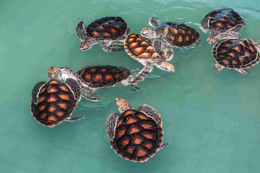 how long does it take for a baby turtle to grow