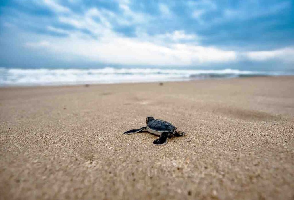 How do you feed a turtle