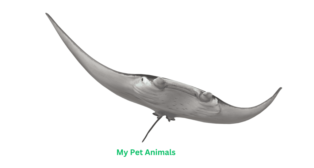 stingray names