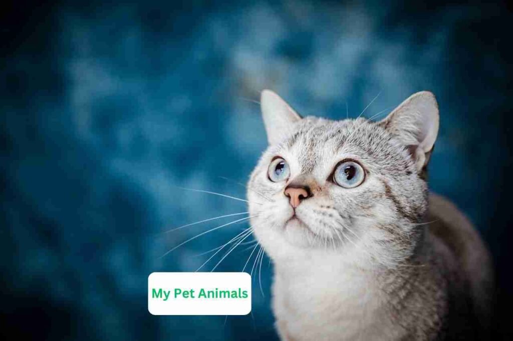 best Spanish pet names