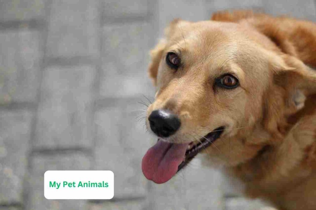 Spanish pet names for dogs