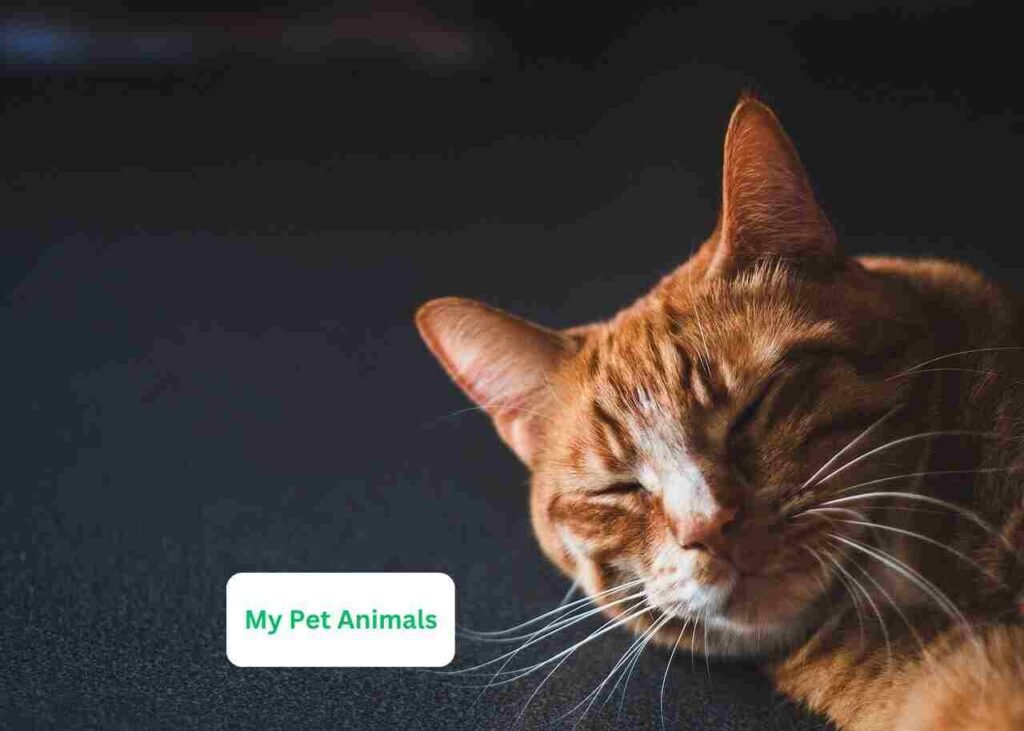 Spanish pet names for cats