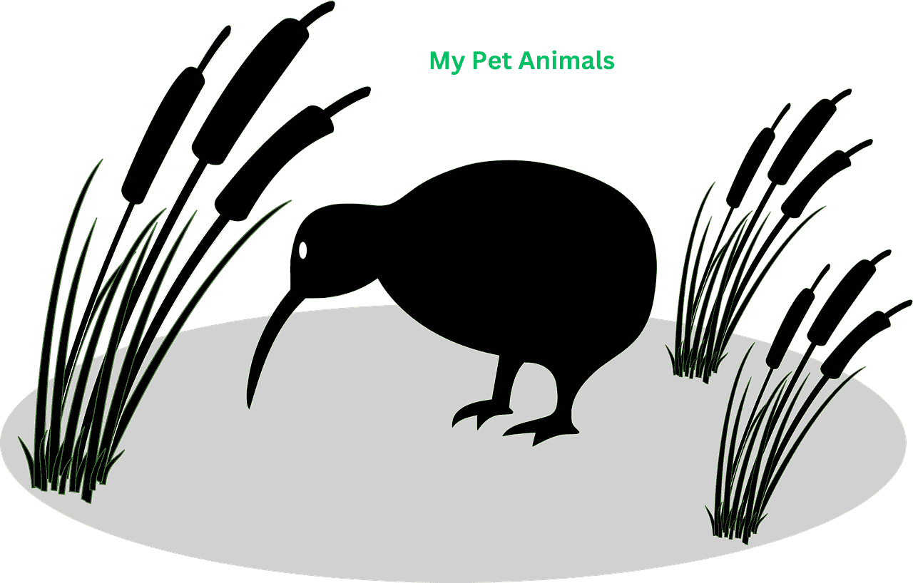 kiwi names