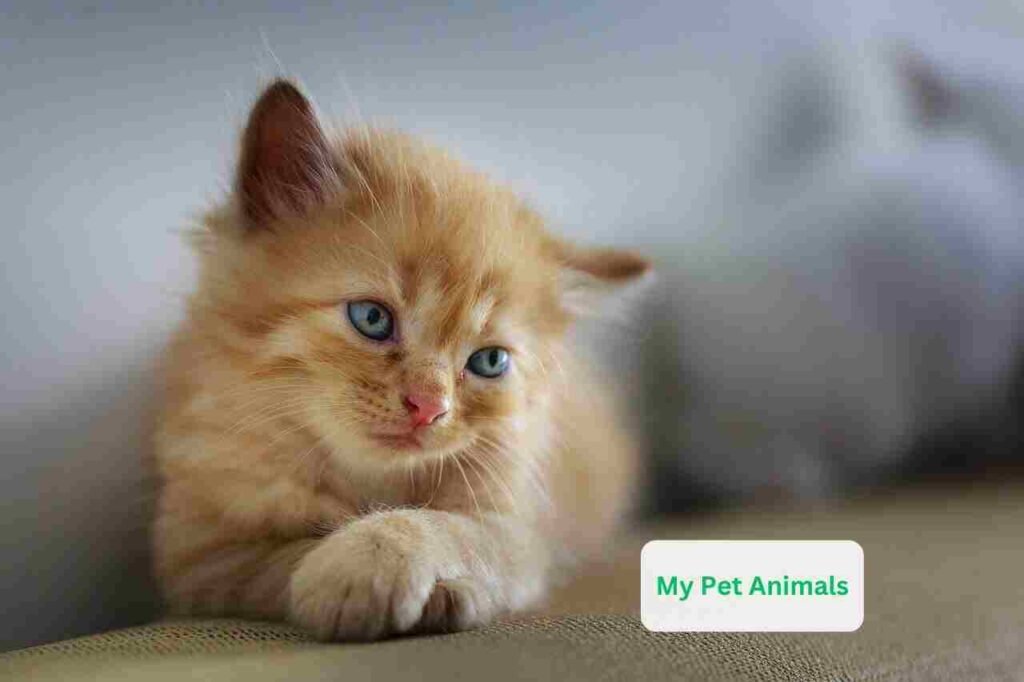 funny Spanish pet names