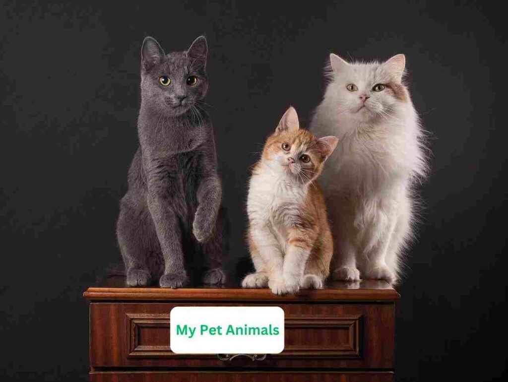 female Spanish pet names