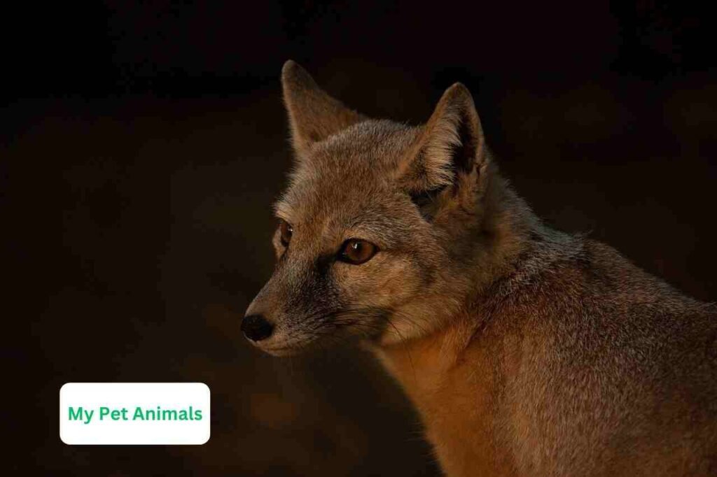 fox makes sound