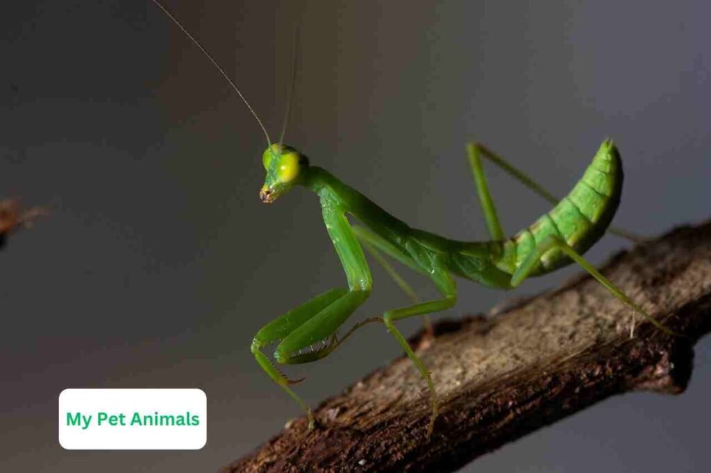 fantasy Praying Mantis Names