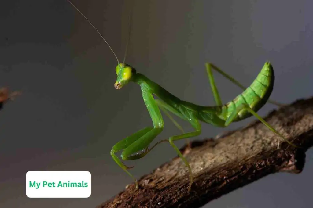 fantasy Praying Mantis Names