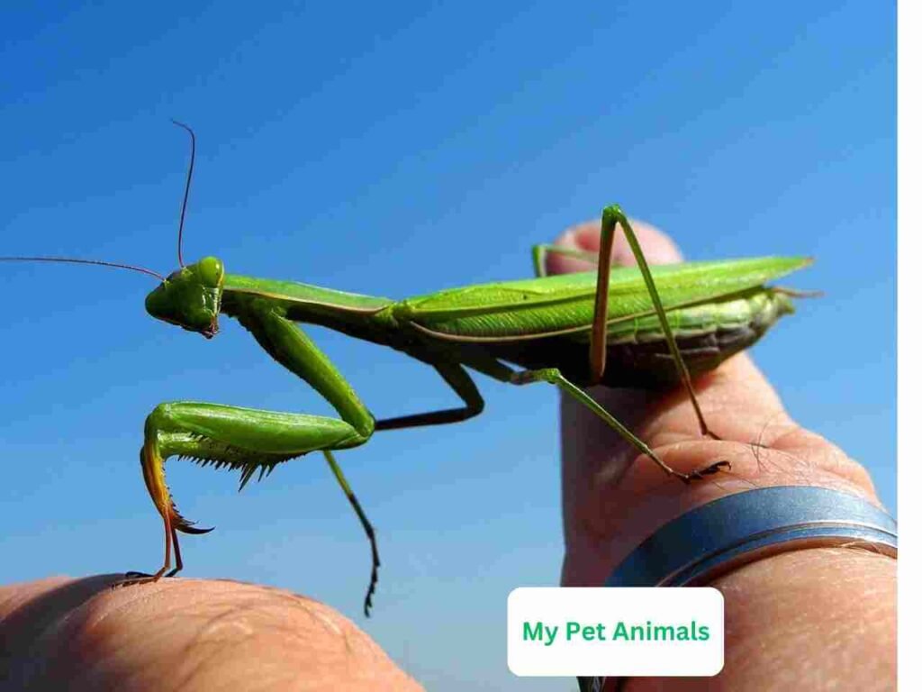 cool Praying Mantis Names