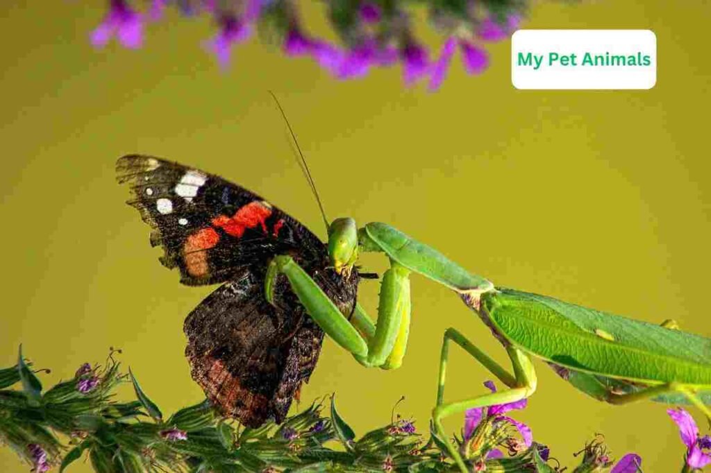Praying Mantis Names baddas