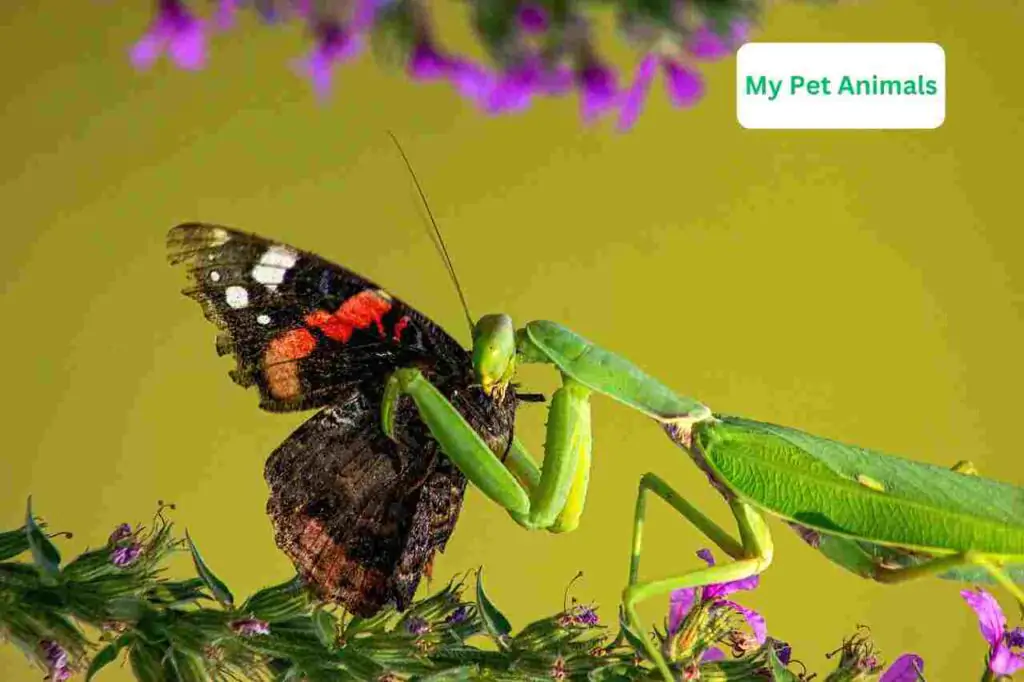 Praying Mantis Names baddas