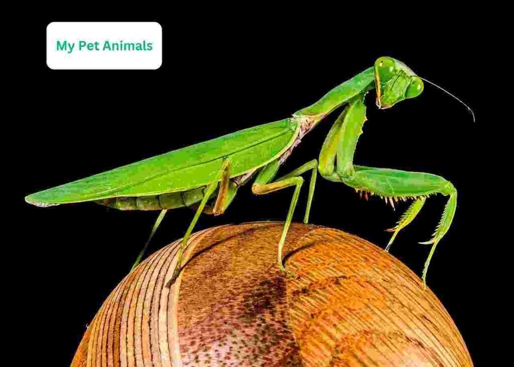 baby Praying Mantis Names