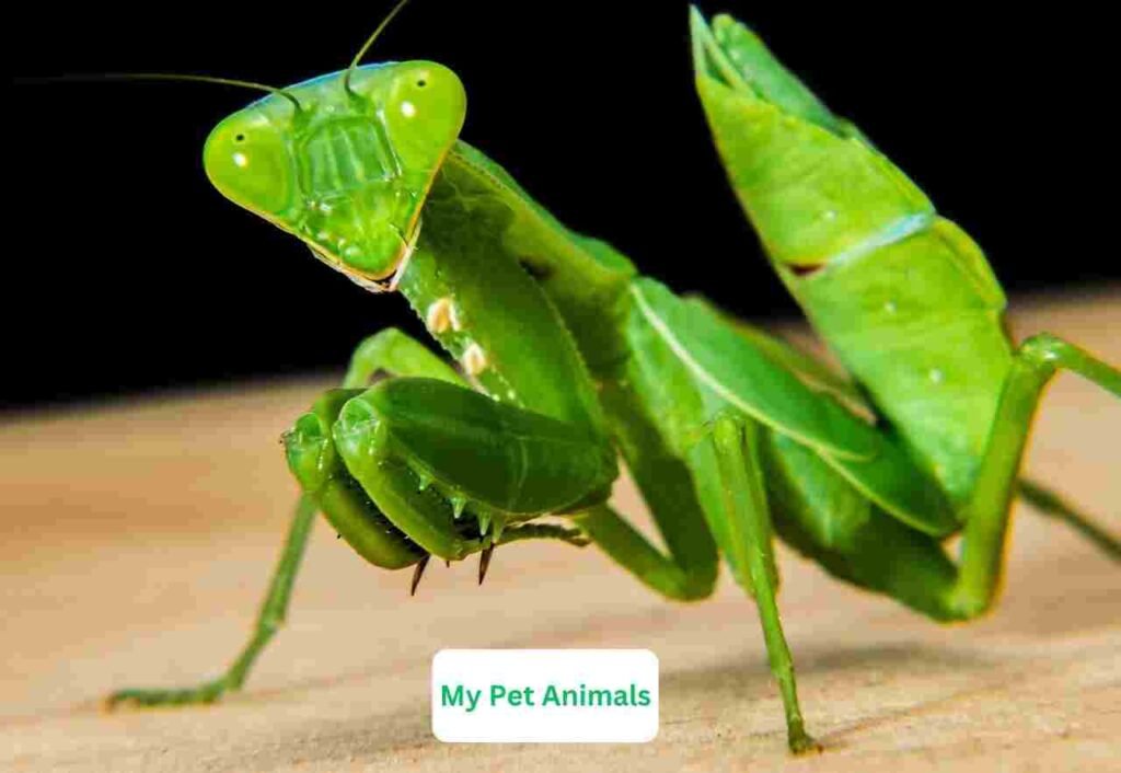 Praying Mantis Names