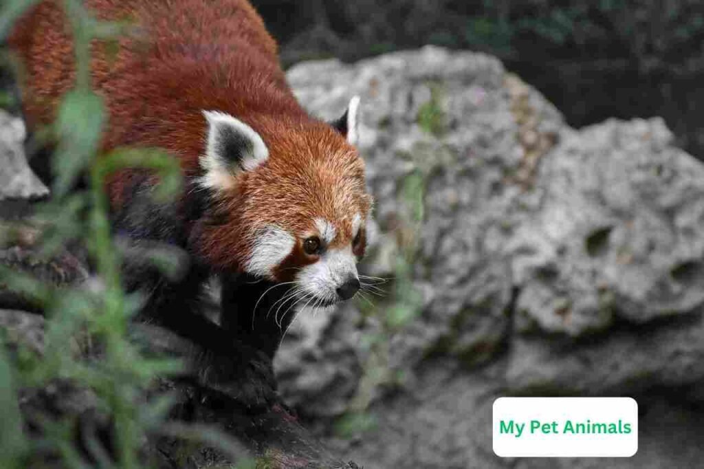 badass Red Panda Names