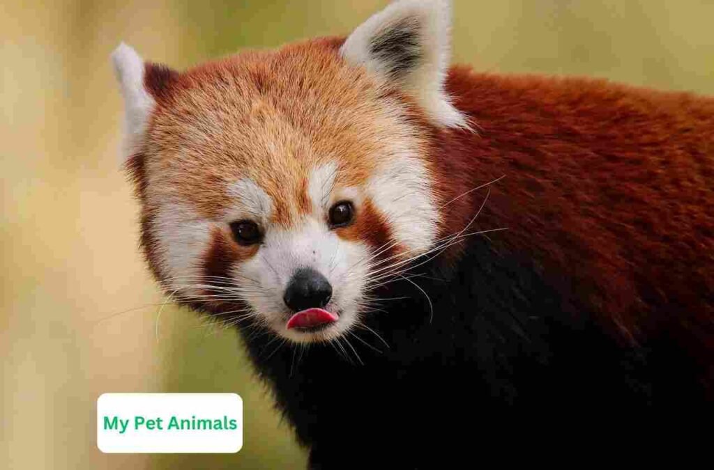 unique Red Panda Names