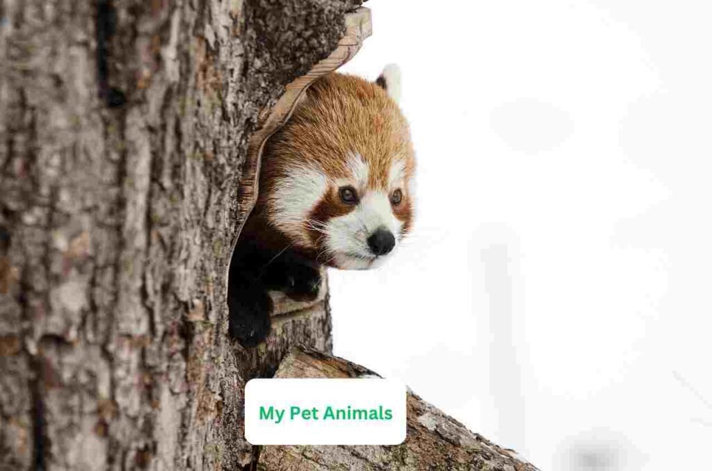 Chinese Red Panda Names