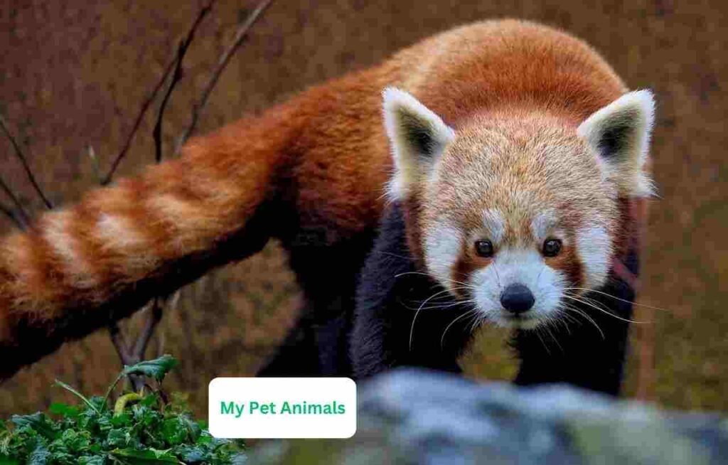 cute Red Panda Names