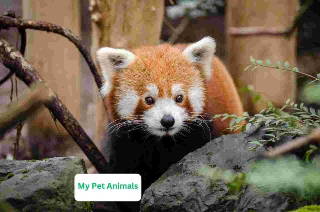female Red Panda Names