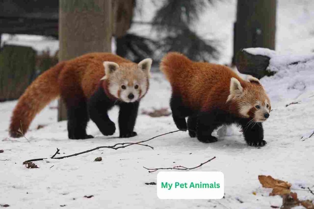 Red Panda Names