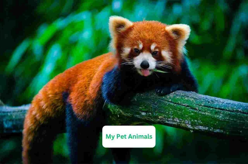 Red Panda Names