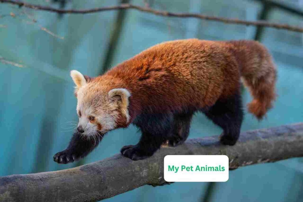 mythical Red Panda Names