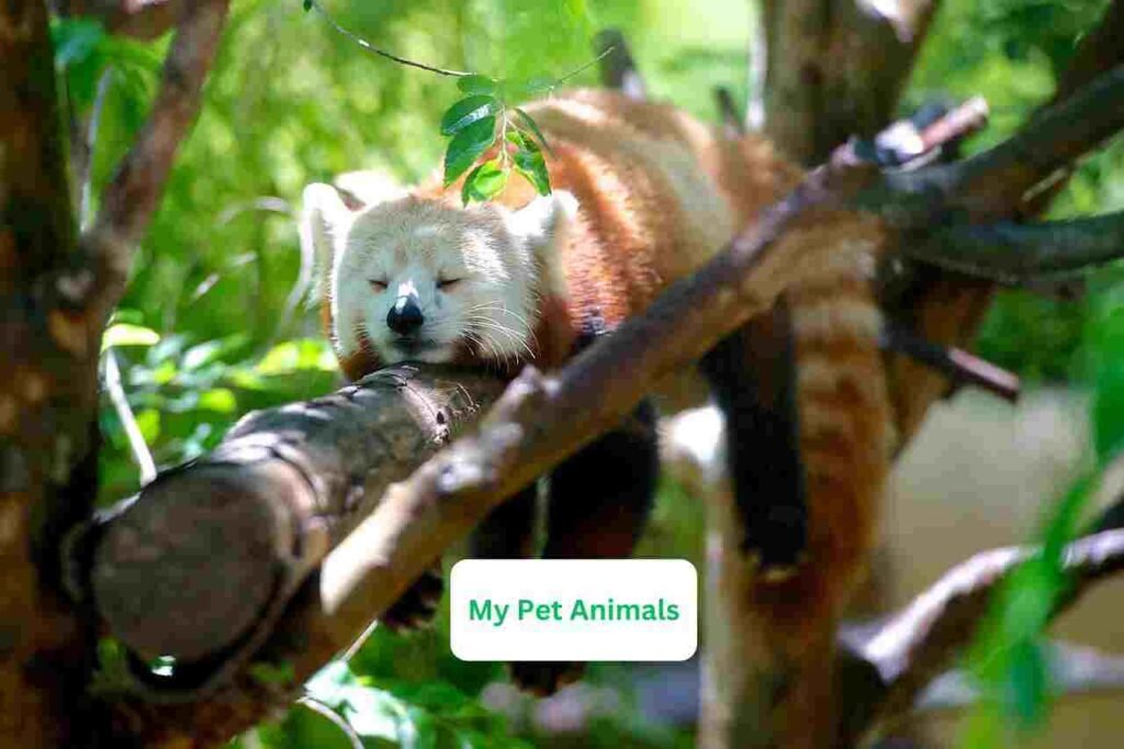 cartoon Red Panda Names